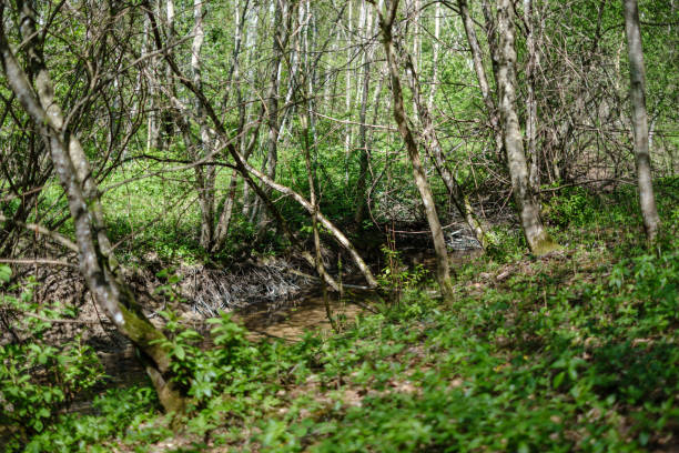istock rock covered river bed in forest with low water level 1146535733