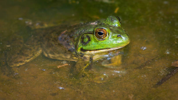 istock Bullfrog Bull frog in the pond 1146536005