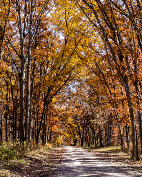 istock autumn country roads 1146536021