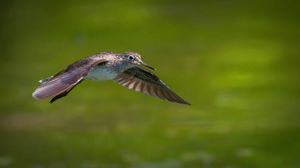 istock Sandpiper in flight and on the pond 1146536107