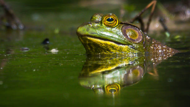 istock Bullfrog Bull frog in the pond 1146536150