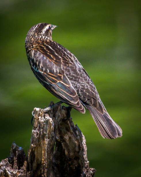 istock Female Red Winged Blackbird on a branch 1146536195