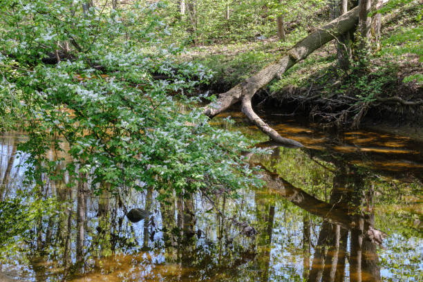istock rock covered river bed in forest with low water level 1146536223