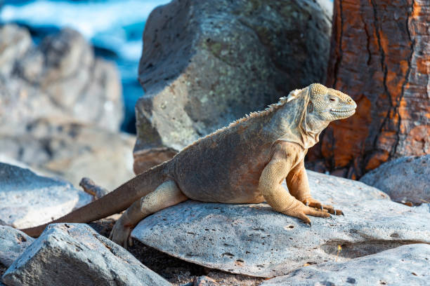 istock Land Iguana Portrait, Galapagos 1146537005