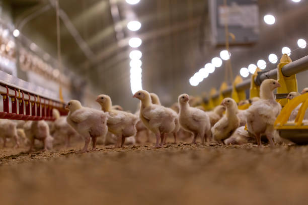 Small chickens in a hatchery stock photo