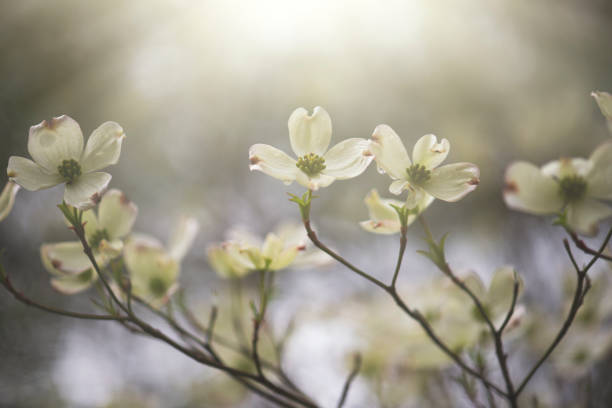 Spring dogwood flowers in the morning sunlight Horizontal image of dogwood flowers in the morning sun dogwood trees stock pictures, royalty-free photos & images