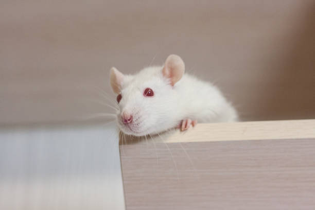 istock mouse concept, rat concept, white rat, beautiful, fluffy, animals, 1146538103