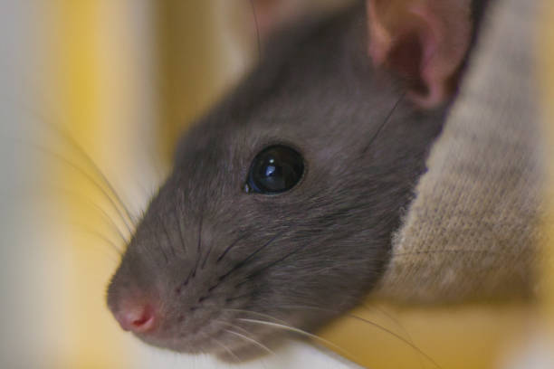 istock Gray mouse. Grey rat. Look down. Lovely animals. Beautiful beast. 1146538216