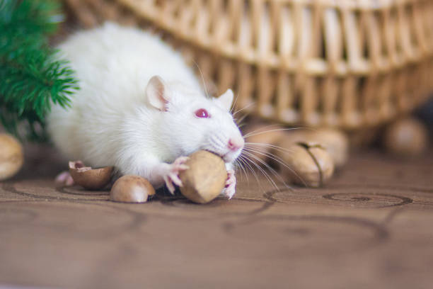 The concept of a mouse thief. White mouse. White rat. Rat thief. Steal. Nuts. Food.