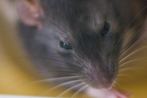 istock Gray mouse. Grey rat. Look down. Lovely animals. Beautiful beast. 1146538248