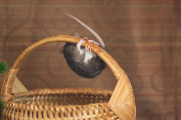 The concept of a crawling mouse. Gray mouse. Grey rat. A climbing mouse. Big tail.