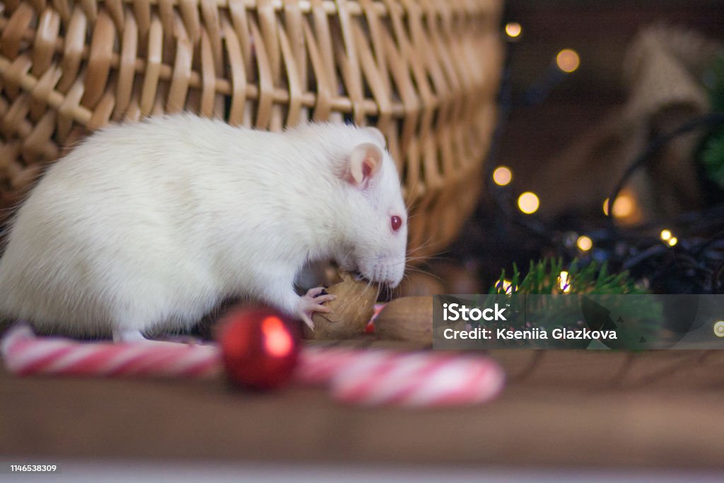 The Concept Of A Mouse Thief White Mouse White Rat Rat Thief Stock Photo -  Download Image Now - iStock