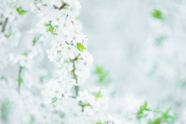 istock summer blurred background of flowering trees 1146538952