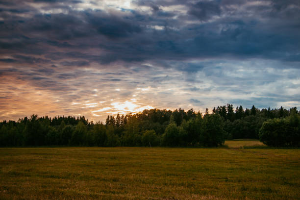 istock Summer field landscape. Russian open spaces. Field and sky field background 1146540013