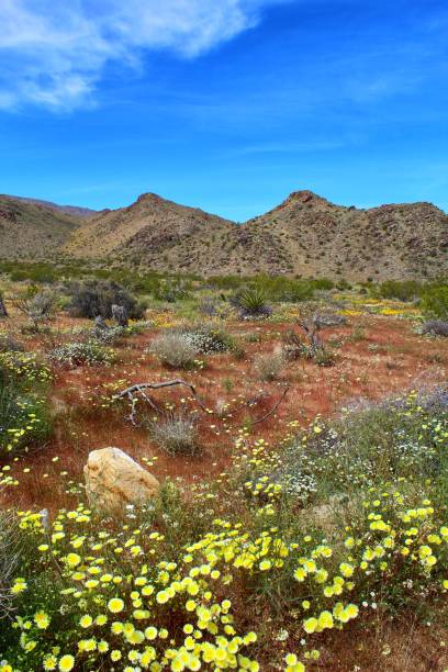 istock MUSE OF THE MALACOTHRIX - JOSHUA TREE NP - 040819 B 1146540051