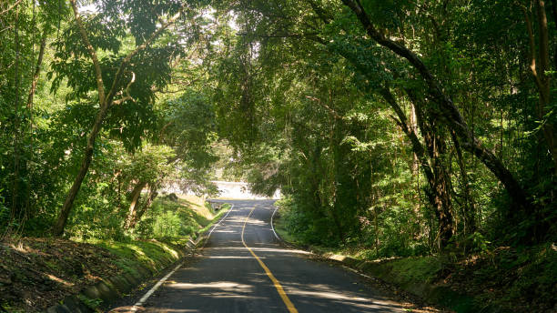 Tropical forest of Contadora island stock photo