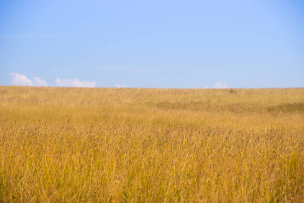 istock Summer field landscape. Russian open spaces. Field and sky field background 1146541176