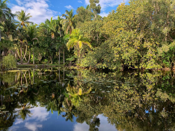 istock Old South Florida landscape 1146541392
