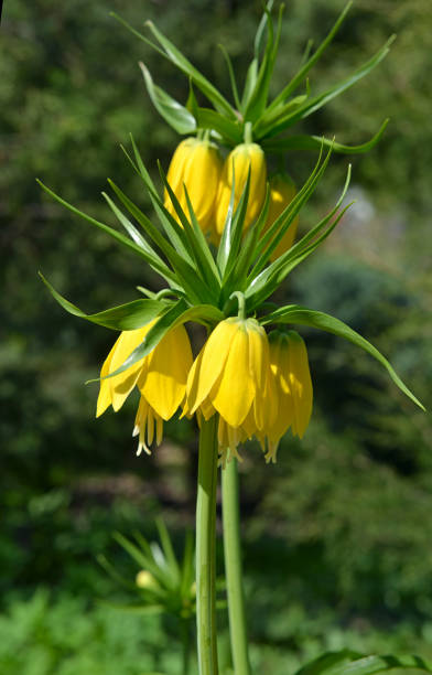istock Fritillaria imperialis 