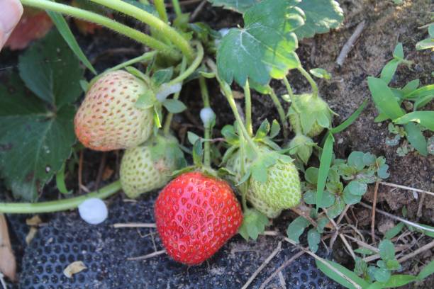 truskawki w ogrodzie - strawberry vine zdjęcia i obrazy z banku zdjęć