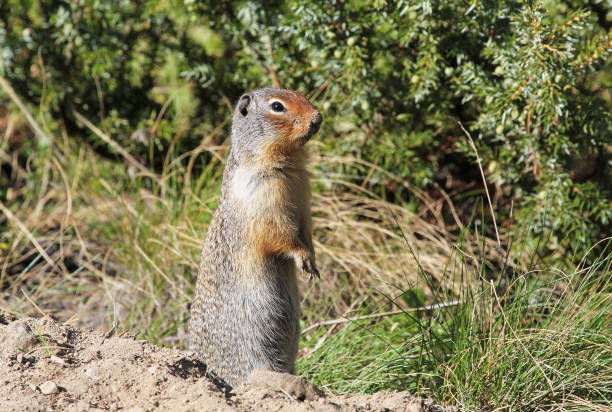 istock Prairie dog close up 1146543984