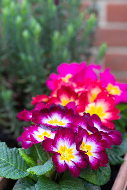 Pink primrose