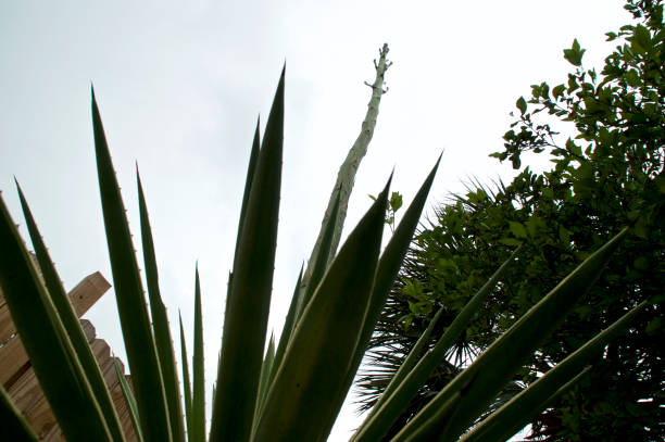 istock underside view of large agave flower stalk 1146544295