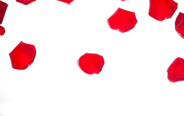 istock red rose petals isolated on white background 1146544402