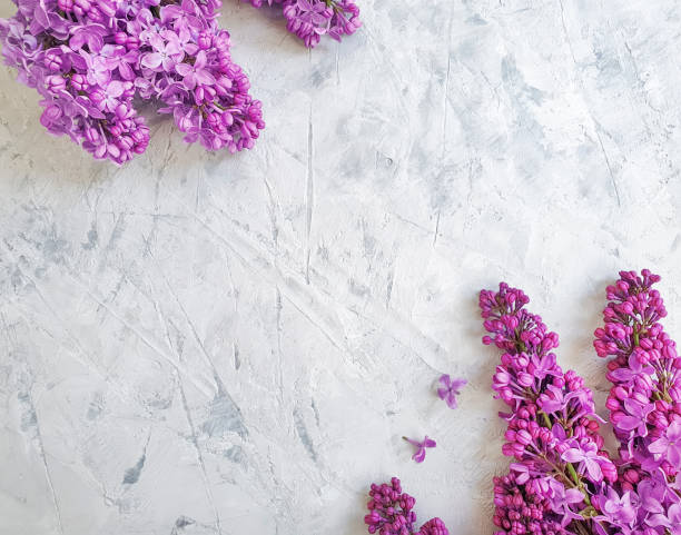 istock beautiful lilac flower on gray concrete background frame 1146545245