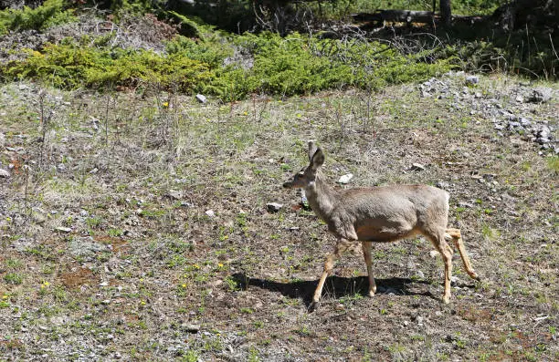 Photo of Female deer