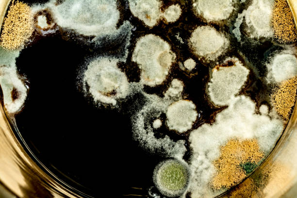 istock green mold formation in a petri dish, abstract microbiological texture 1146547096
