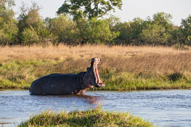 A hippopotamus opens its mouth wide while rising from a still body of water in South Africa. The rippling reflection and dramatic posture reveal the animal’s impressive size and jaw power, offering a striking view of one of Africa’s most powerful semi-aquatic mammals.