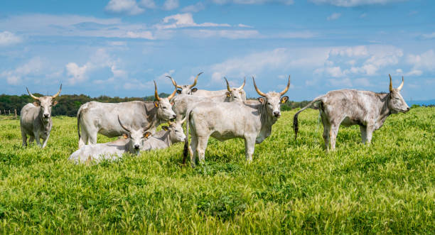 la vache de maremmana errant près de vulci, dans la province de viterbe, latium, italie centrale. - viterbo province photos et images de collection