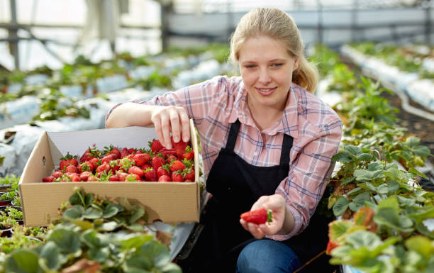 istock Female harvesting ripe strawberry 1146554474