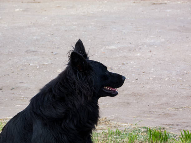 istock Black dog in contemplation 1146555951