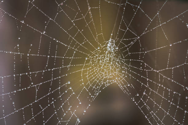 istock Spider web with tiny water droplets in the garden. 1146556803