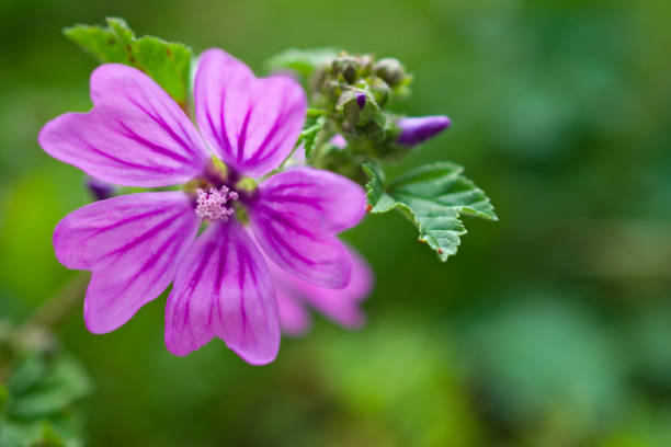 Malva sylvestris flower in its natural habitat (Malvaceae), NW spain High mallow flower in a forest soil, NW Spain malva stock pictures, royalty-free photos & images