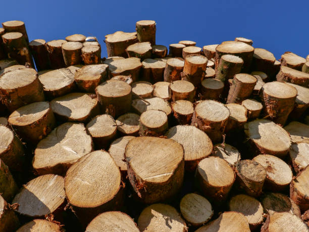 olhando acima de uma pilha de registros recentemente cortados ao céu azul acima - material variation timber stacking - fotografias e filmes do acervo