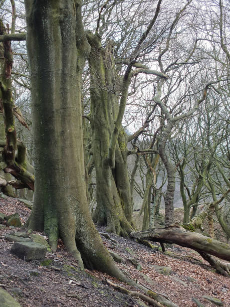 istock large old broken trees with tangled twisted branches and roots in beech forest in winter 1146560186