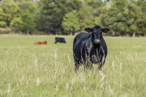istock Black Angus cow in summer pasture 1146560370