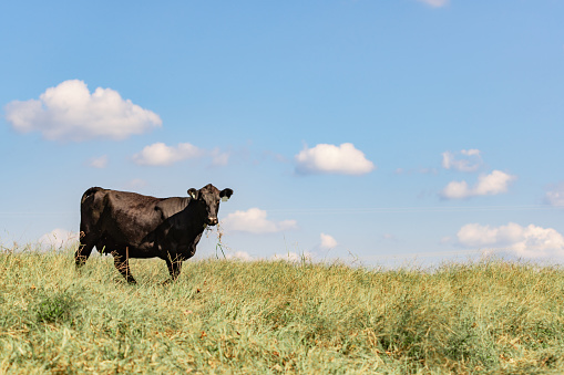 Single black Angus cow with grass in her mouth and covered in horn flies standing in tall grass with blue sky and clouds in the background with negative space to the right.