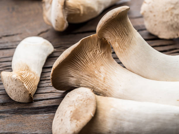 istock King oyster mushrooms. 1146562051