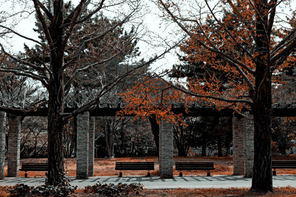 istock autumn park lined with wooden benches 1146562866