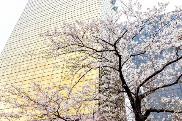 Pink cherry blossom sakura tree isolated against modern building perspective with flower petals in spring springtime in Shinjuku, Tokyo, Japan