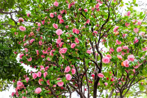 Camellia japonica Japanese pink flowers on tree in Japan in spring in Sumida park and many colorful blooms