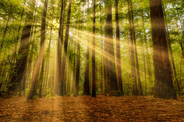 dramatic light and sun rays deep in the redwood forest at Rotorua
