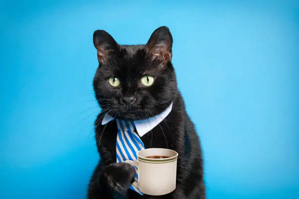 A humorous montage of a black cat in a tie holding a cup of coffee.