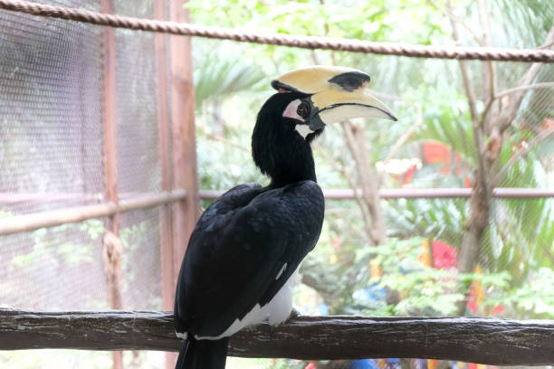 istock Close up portrait of a Great hornbill 1146569748