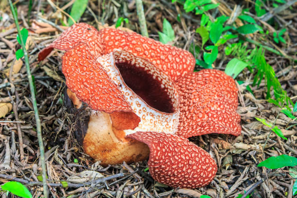 istock Rafflesia, the biggest flower in the world 1146570468