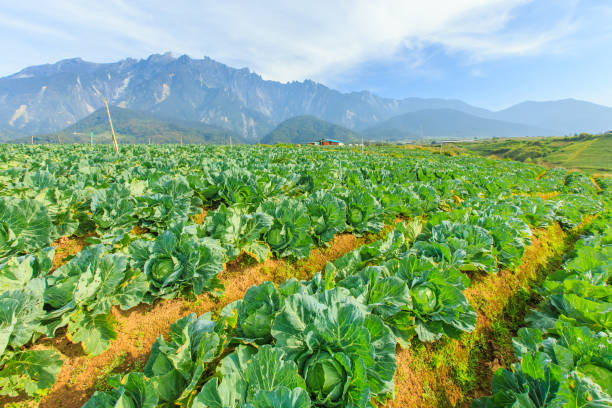 istock Kundasang Sabah landscape with cabbage farm 1146571487